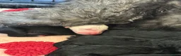 Sheepadoodle dogs for sale: Stunning Sheepadoodle puppies  in Stourbridge - Advert 13