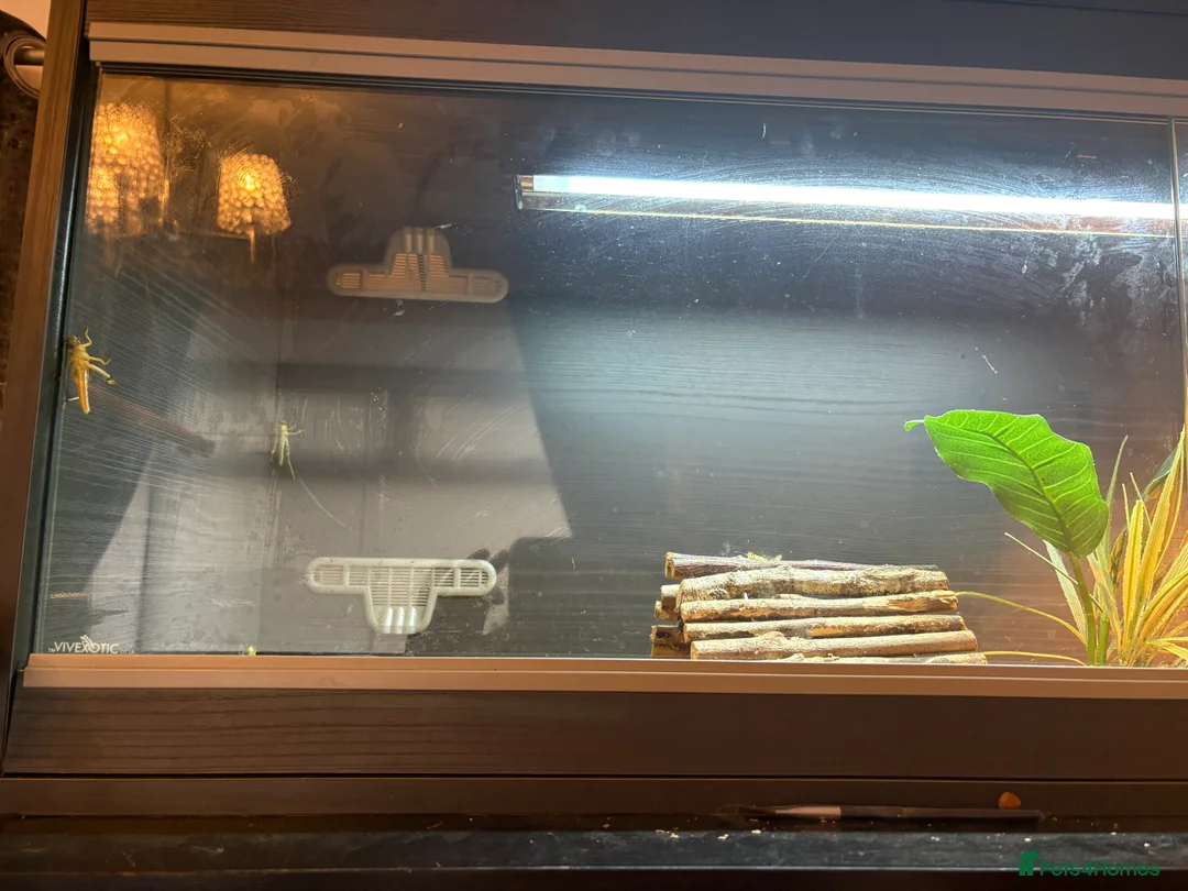 Bearded Dragon reptiles for sale: 1 year old bearded dragon with full set up  - Advert 2