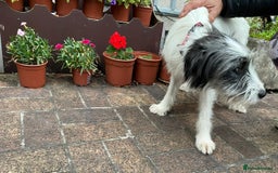Mixed Breed dogs for adoption: Beautiful & Gentle KATALYA - for a Loving Home - Image 7