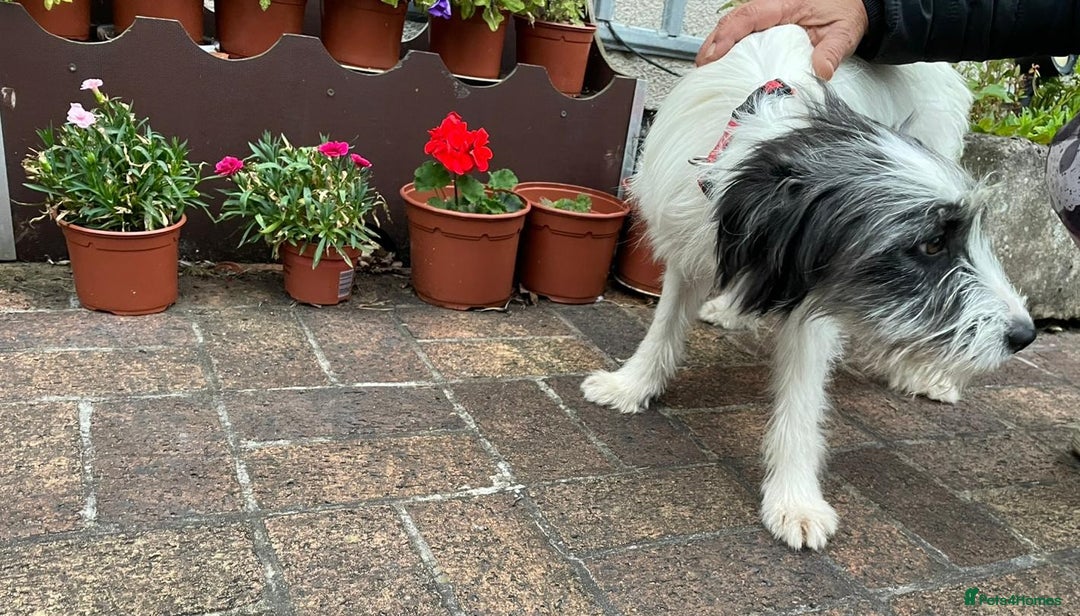 Mixed Breed dogs for adoption: Beautiful & Gentle KATALYA - for a Loving Home - Image 7