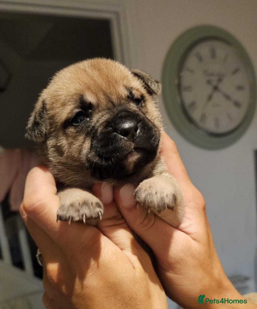 Mixed Breed dogs Mastiff cross french bulldog puppies  - Advert 11