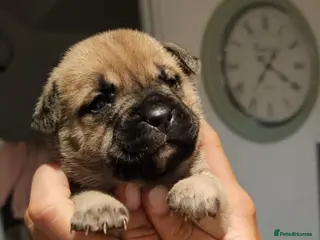 Mixed Breed dogs Mastiff cross french bulldog puppies - Advert 5