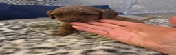 Cavapoo dogs for sale: Gorgeous Cavapoo Puppies 5girls 2boys  - Advert 6