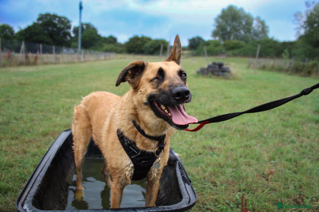 Mixed Breed dogs for adoption: Frankie is looking for a forever home! - Image 2