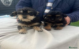 Yorkiepoo dogs for sale: Yorkiepoo puppies  - Image 8
