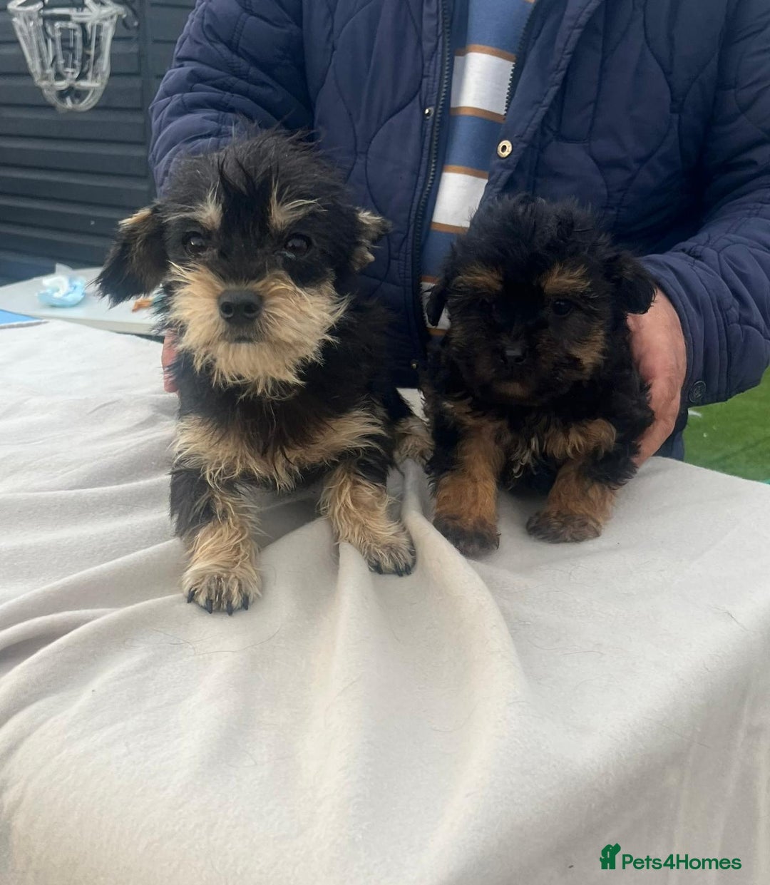 Yorkiepoo dogs for sale: Yorkiepoo puppies  - Image 8
