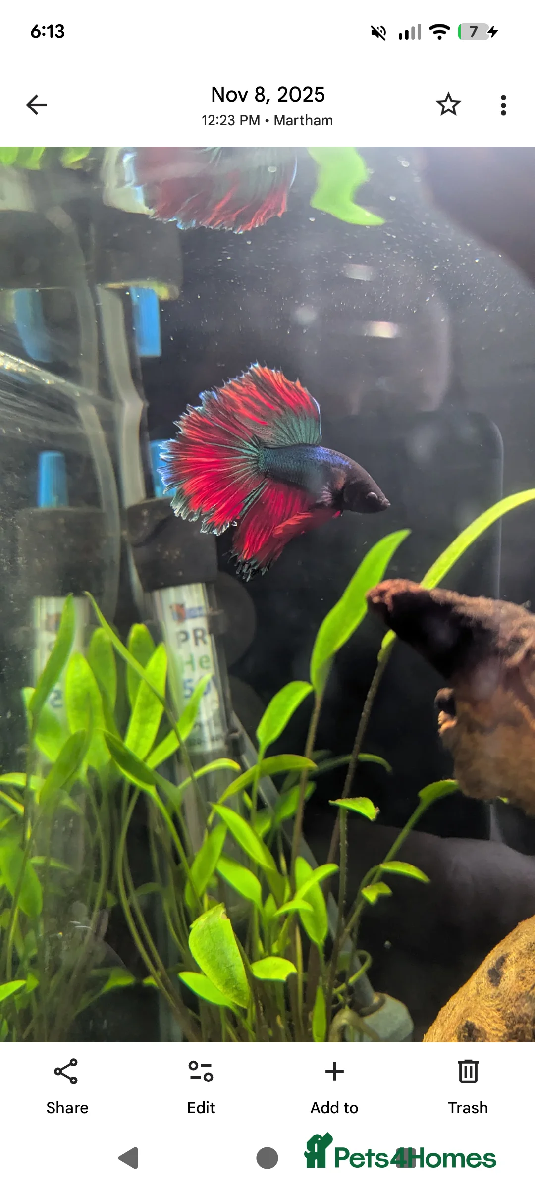 Bettas fish for sale: BETTA looking for a BETTER home  - Advert 1
