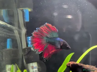 Bettas fish BETTA looking for a BETTER home - Advert 1
