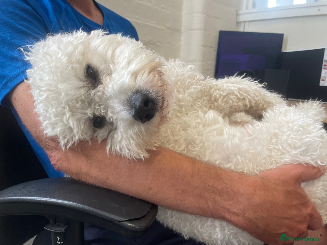 Cavapoochon dogs for stud: Cavapoochon Male - Image 4