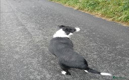 Border Collie dogs for sale: 3 1/2 year old collie bitch for sale - Image 5