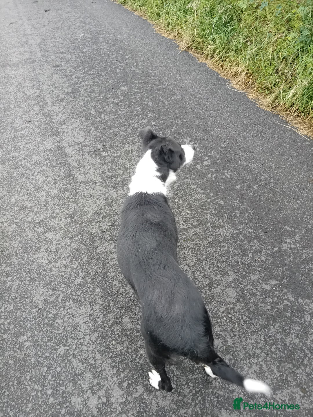 Border Collie dogs for sale: 3 1/2 year old collie bitch for sale - Image 5