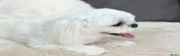 Maltese dogs for sale: Full Korean Male Maltese - Advert 16