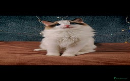 Ragdoll cats for sale: Retired Qeen Ragdoll Seal Bi Color  - Image 1