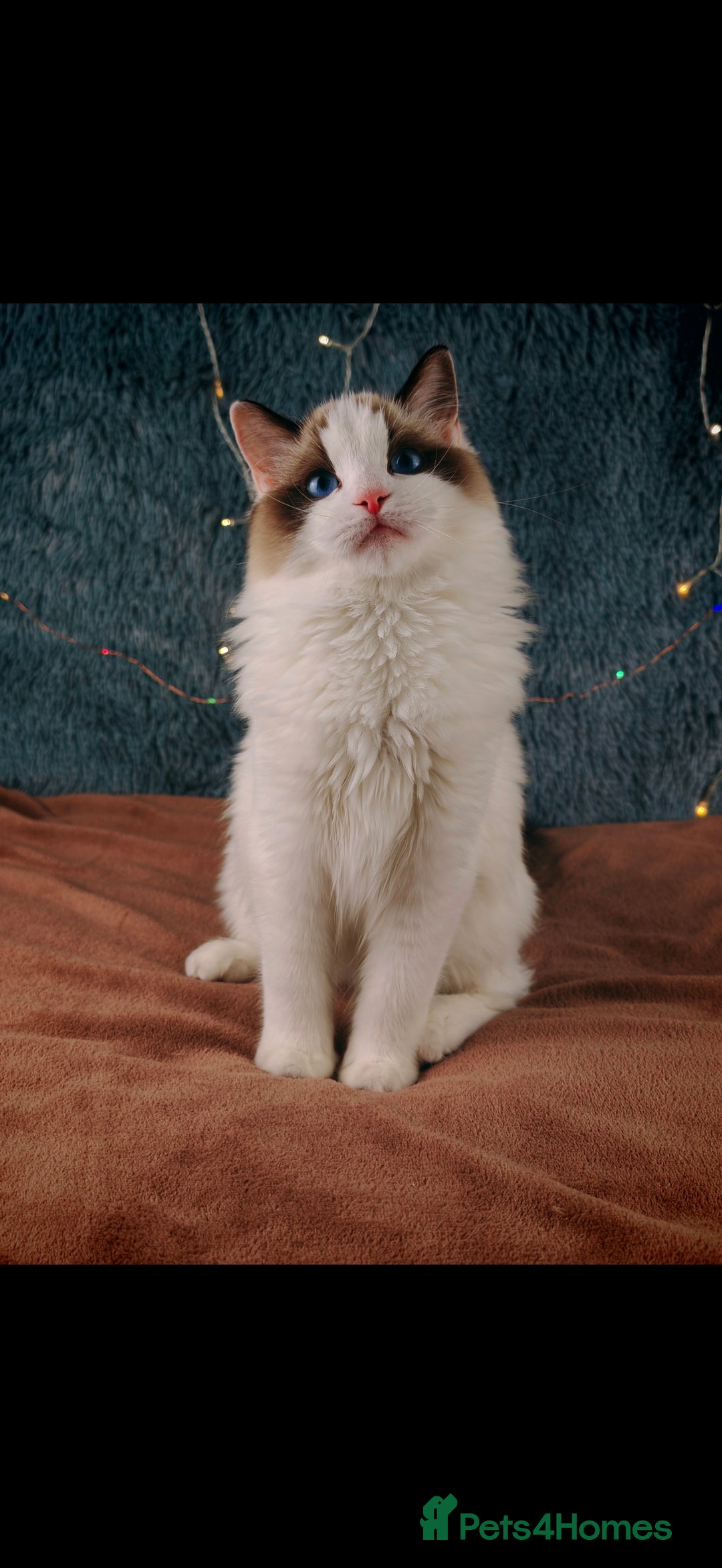 Ragdoll cats for sale: Retired Qeen Ragdoll Seal Bi Color  - Image 1