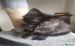 Mixed Breed cats for sale: Black kittens  - Image 1