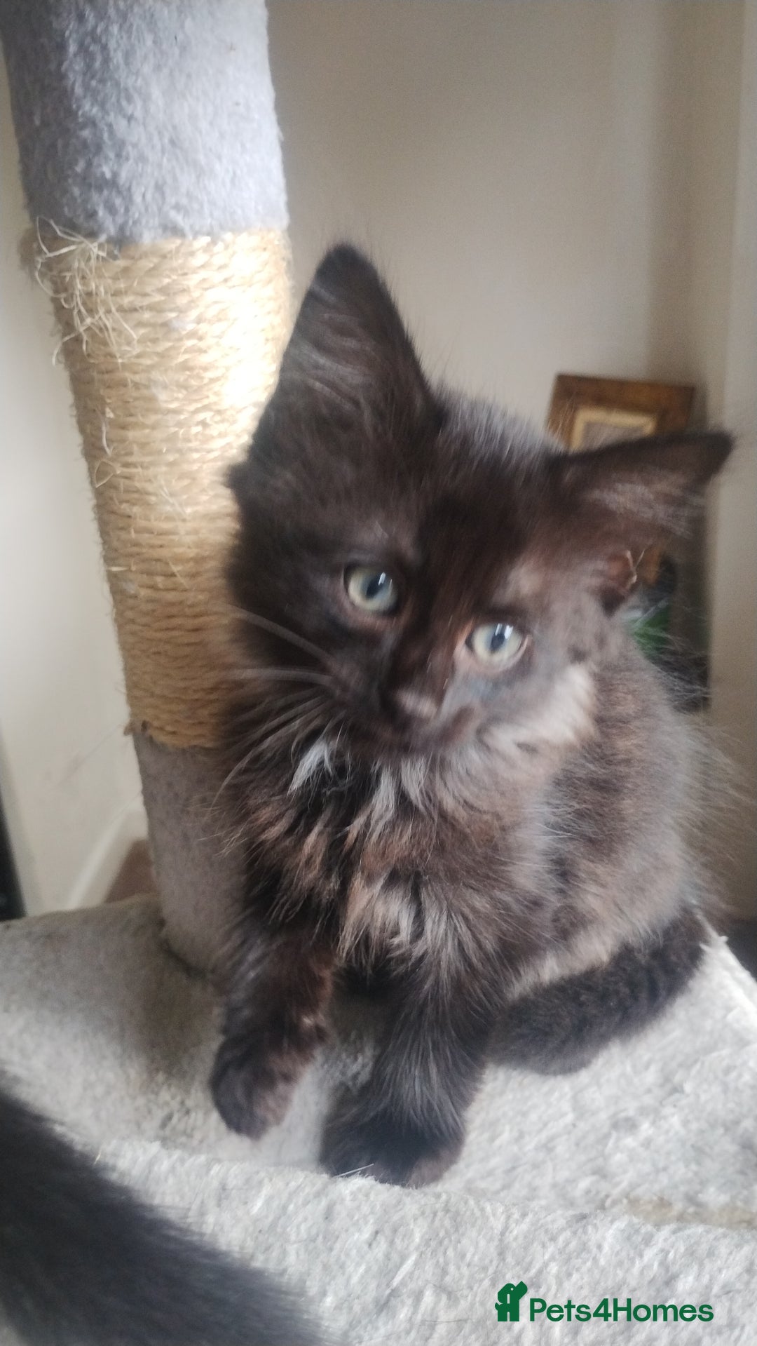 Mixed Breed cats for sale: Black kittens  - Image 1