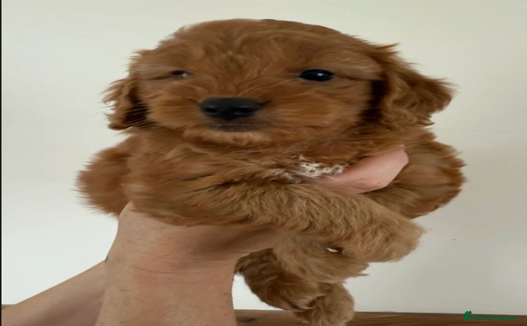 Cockapoo dogs - Advert 7