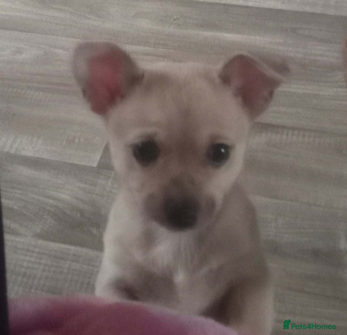 Chihuahua dogs BOY SMOOTH COAT CHIHUAHUA PUPPY - Advert 1