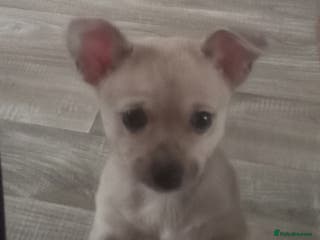 Chihuahua dogs BOY SMOOTH COAT CHIHUAHUA PUPPY - Advert 1