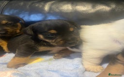 Jack Russell dogs for sale: Adorable Jack Russell puppy’s - Advert 8