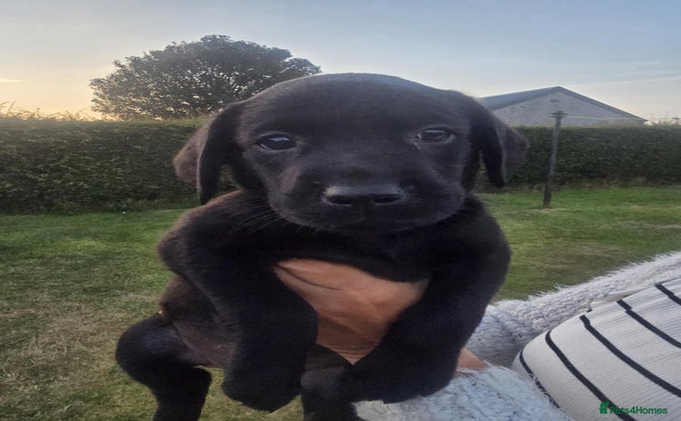 Labrador Retriever dogs - Advert 6