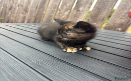 Mixed Breed cats for sale: Kittens ready to leave  - Image 22
