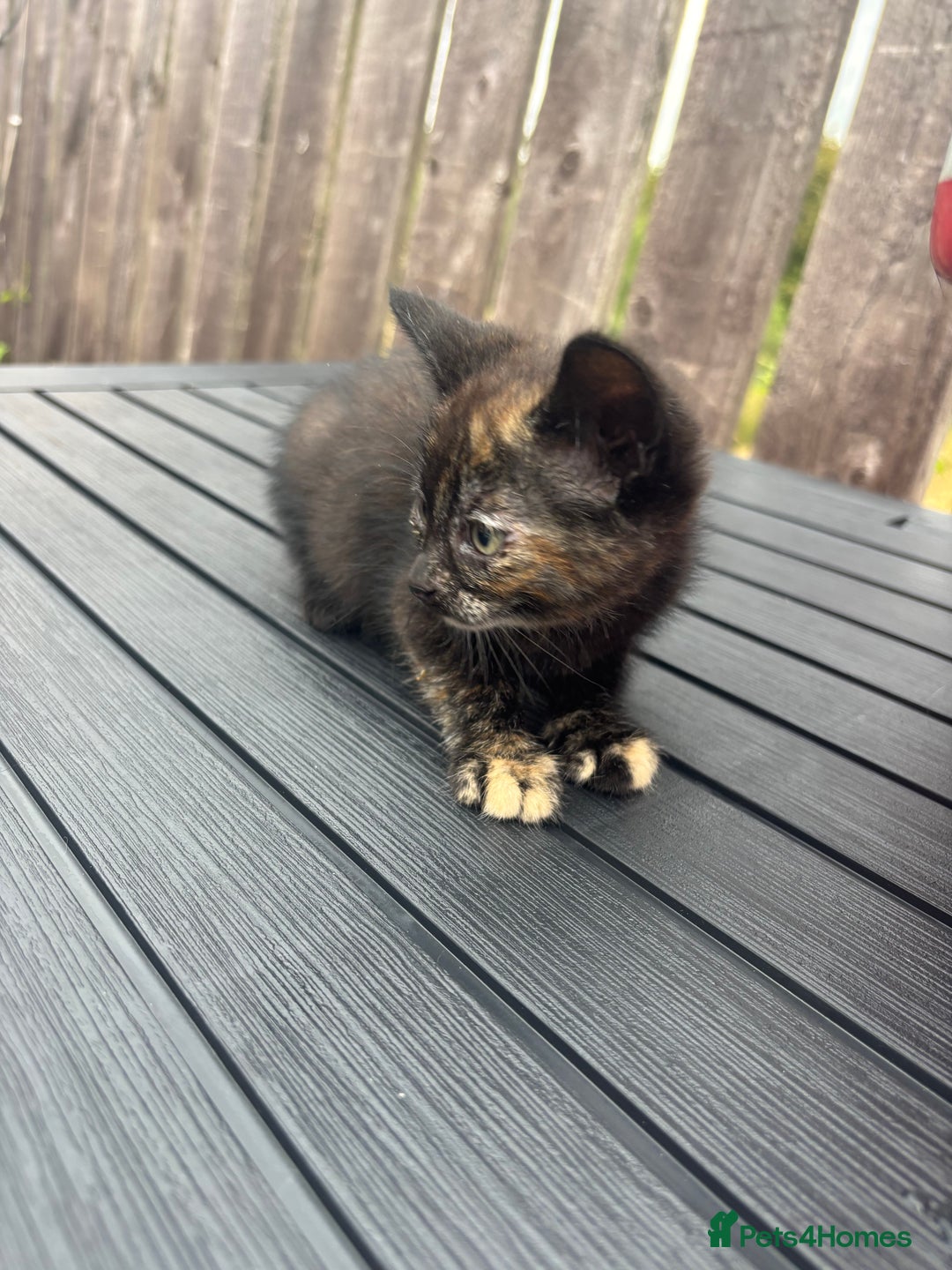 Mixed Breed cats for sale: Kittens ready to leave  - Image 22