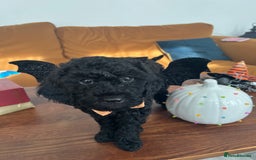 Mini Goldendoodle dogs for sale: A Bundle of Joy F1BB Mini Goldendoodle - Image 3