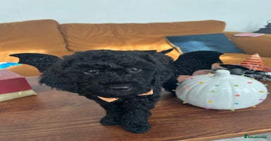 Mini Goldendoodle dogs - Advert 9