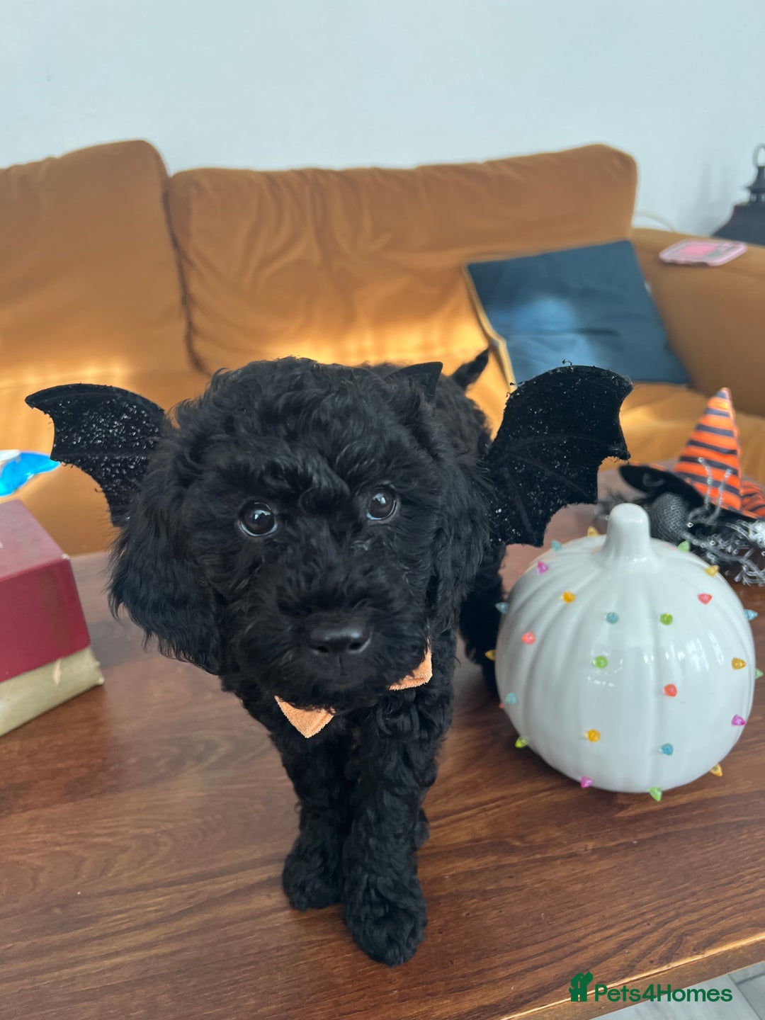 Mini Goldendoodle dogs for sale: A Bundle of Joy F1BB Mini Goldendoodle - Image 3
