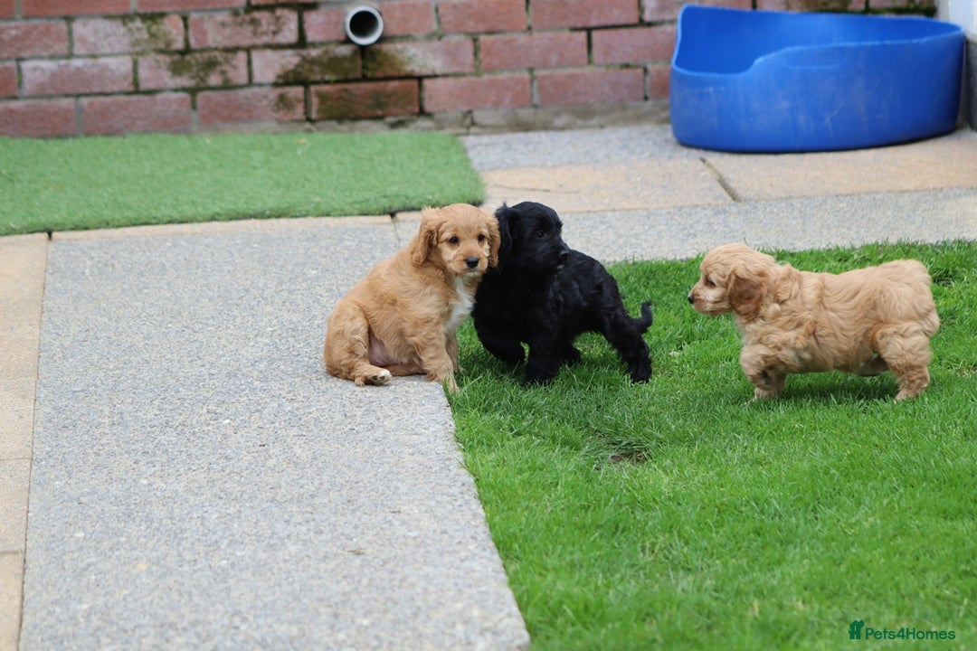 Cavapoo dogs for sale: F1 Cavapoo puppies for sale - Image 31