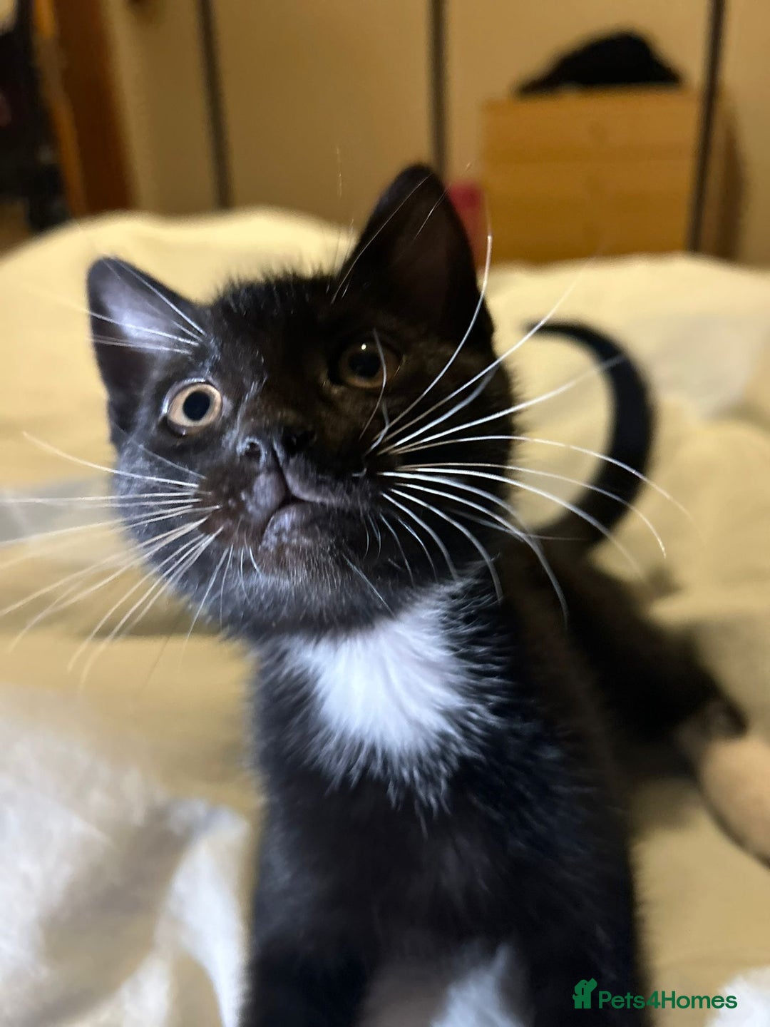 Russian Blue cats for sale: Russian blue kittens  - Advert 11