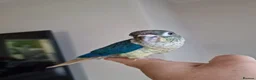 Conures birds for sale: Beautiful fully hand reared conures  - Advert 11