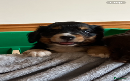 Cocker Spaniel dogs for sale: Outstanding Cocker Spaniel  - Image 4