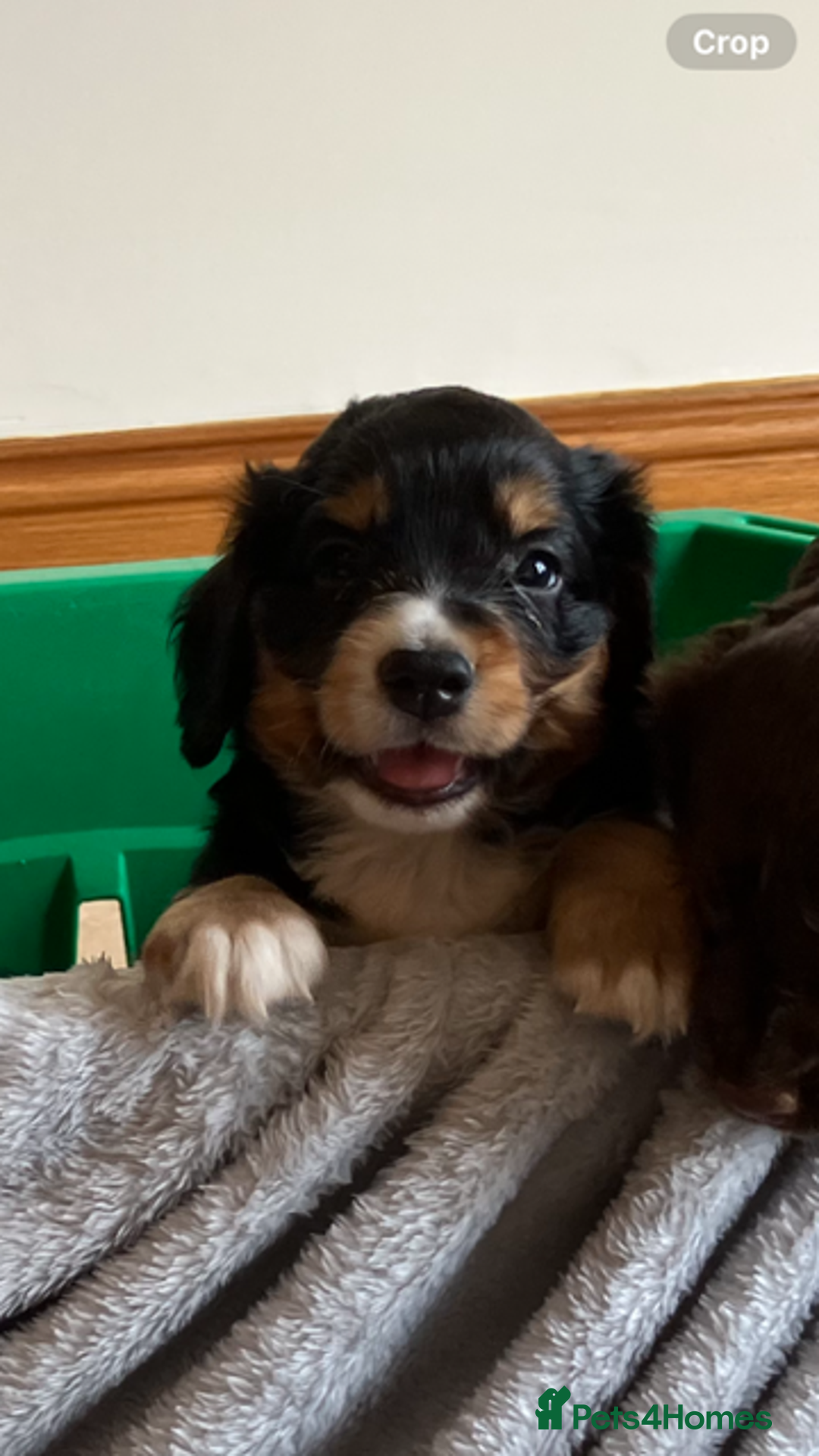 Cocker Spaniel dogs for sale: Outstanding Cocker Spaniel  - Image 4