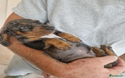Miniature Dachshund dogs for sale: Only 4 left! Adorable Mini Dachshund Puppies 🐾🐶 - Image 4