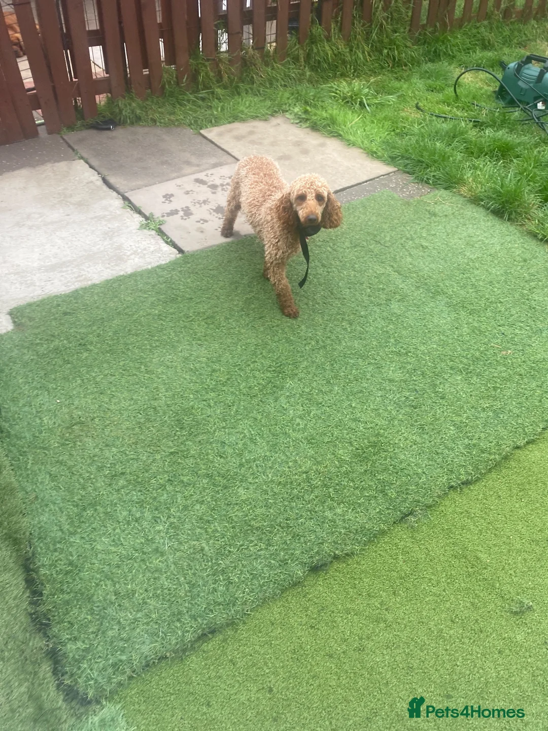 Cavapoo dogs for sale:  F1 Cavapoo,puppies available to leave now in Nantwich - Advert 11