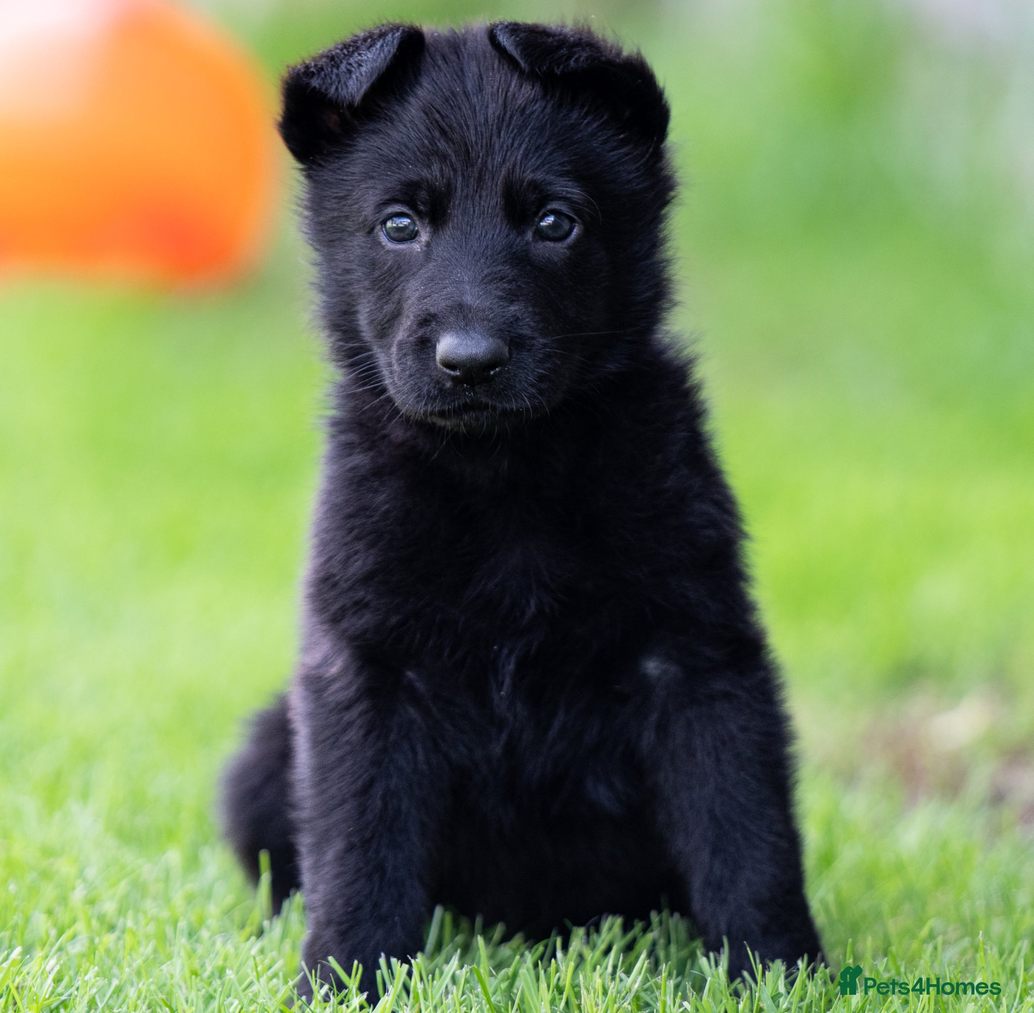 German Shepherd dogs Health tested Czech German shepherd puppies - Advert 6