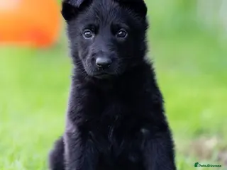 German Shepherd dogs Health tested Czech German shepherd puppies - Advert 1