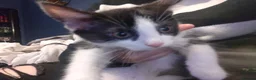 Mixed Breed cats for sale: Kittens for rehoming - Advert 12