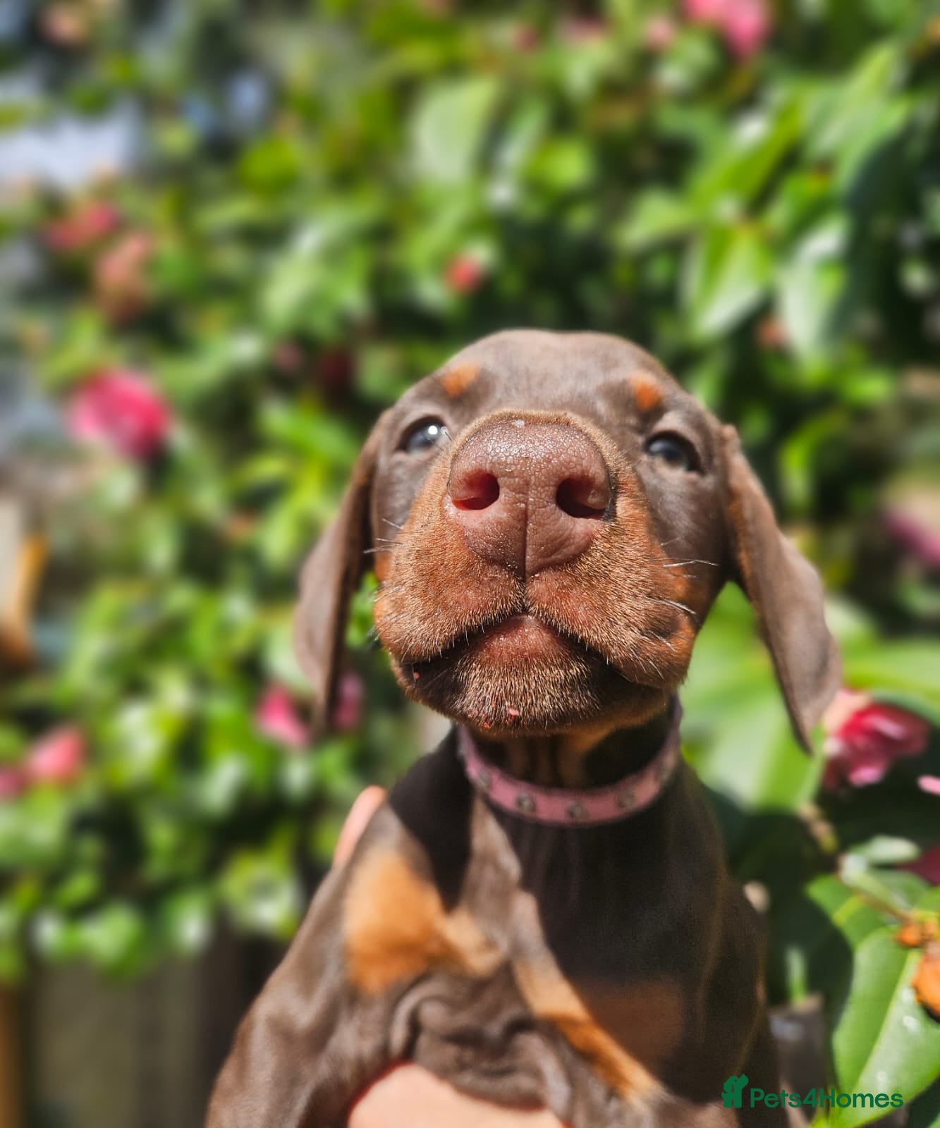 Dobermann dogs 🔥Ready Now Top Quality KC Registered pup's 🏆 - Advert 6