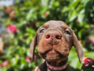 Dobermann dogs 🔥Ready Now Top Quality KC Registered pup's 🏆 - Advert 6