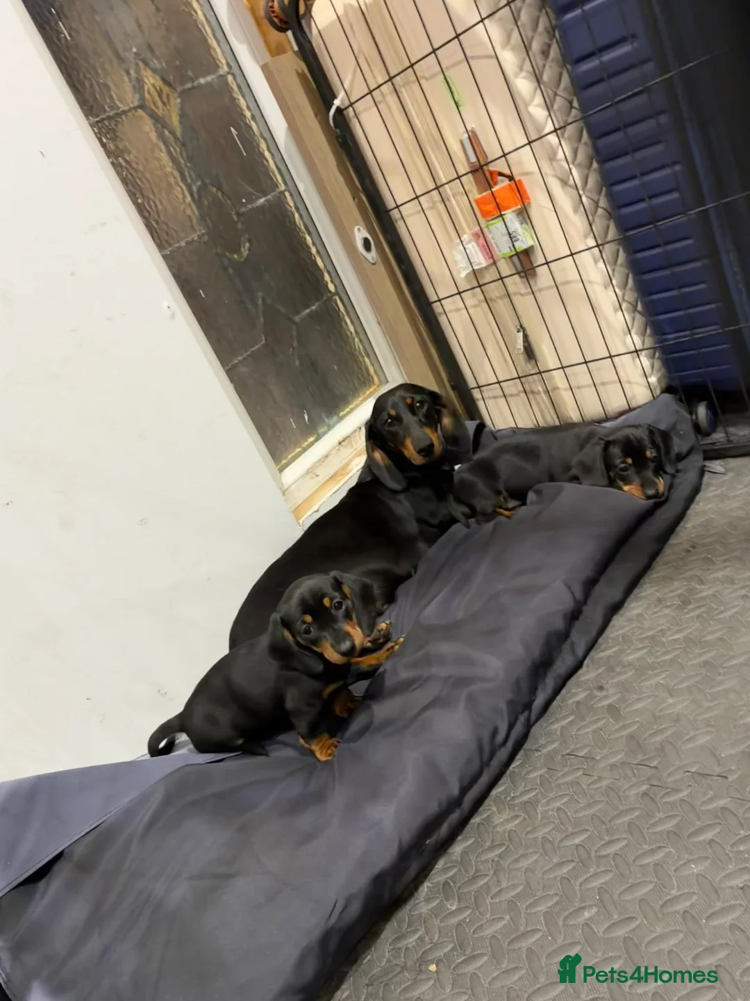 Dachshund dogs for sale: Beautiful dachshund puppies  in Bodmin - Advert 2