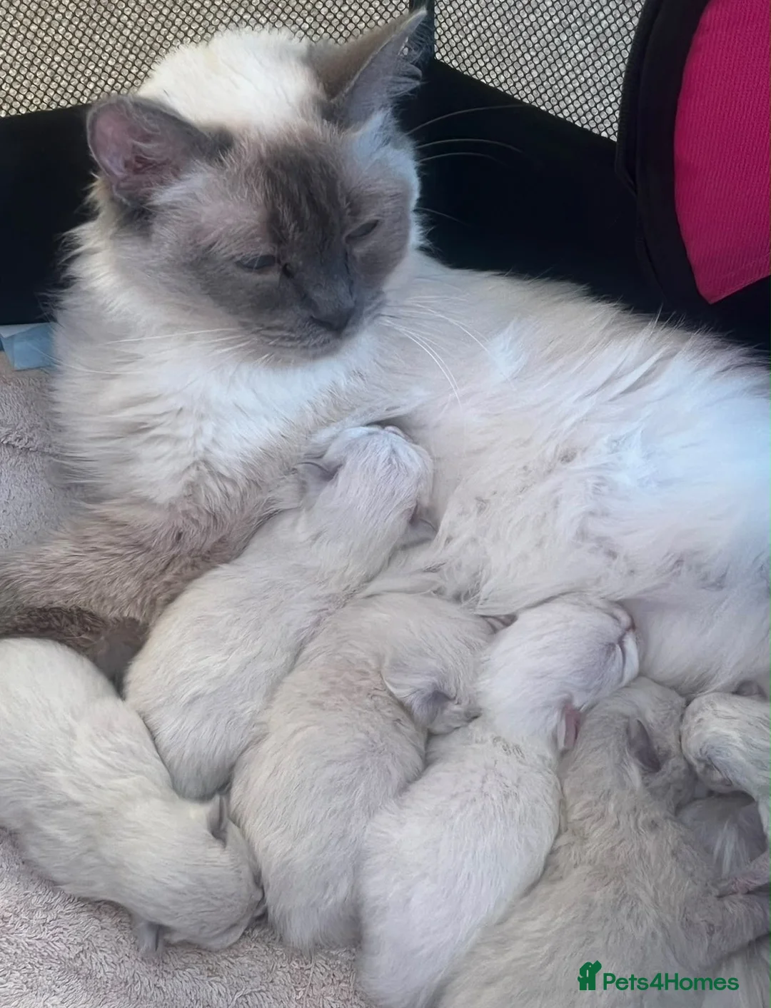 Ragdoll cats for sale: Ragdoll GCCF registered kittens - 9 weeks old - Advert 2