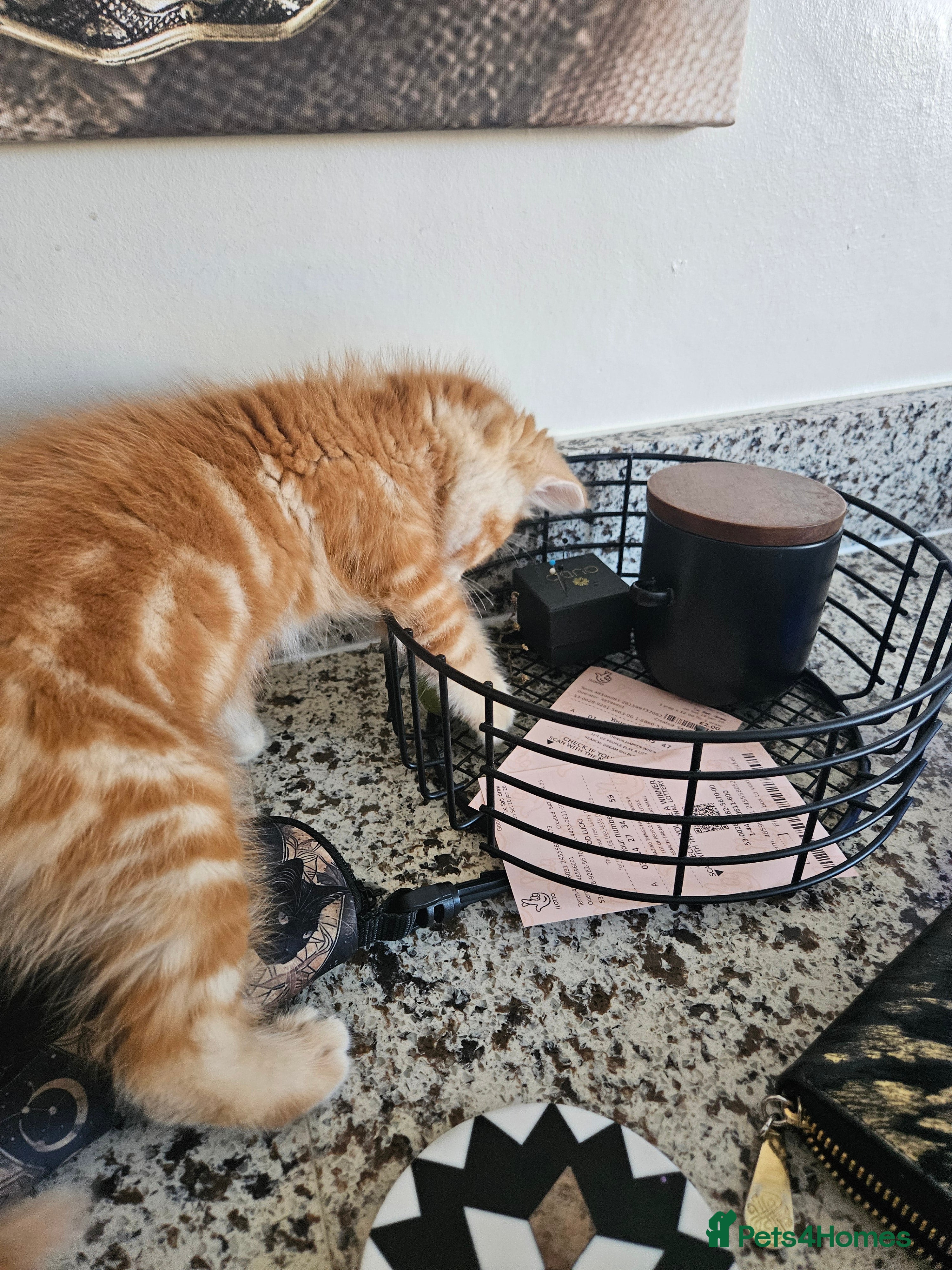 Ragdoll cats Ragdoll male - Advert 1