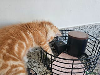 Ragdoll cats Ragdoll male - Advert 14