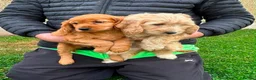 Cockapoo dogs for sale: Chunky Cockapoo Puppies - Advert 10
