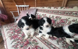 Bordoodle dogs for sale: Adorable Bordoodle (collie-poo) pups for sale  - Image 21