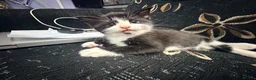 Maine Coon cats for sale: Mixed Breed & Maine Coon kittens up for sale! - Advert 3