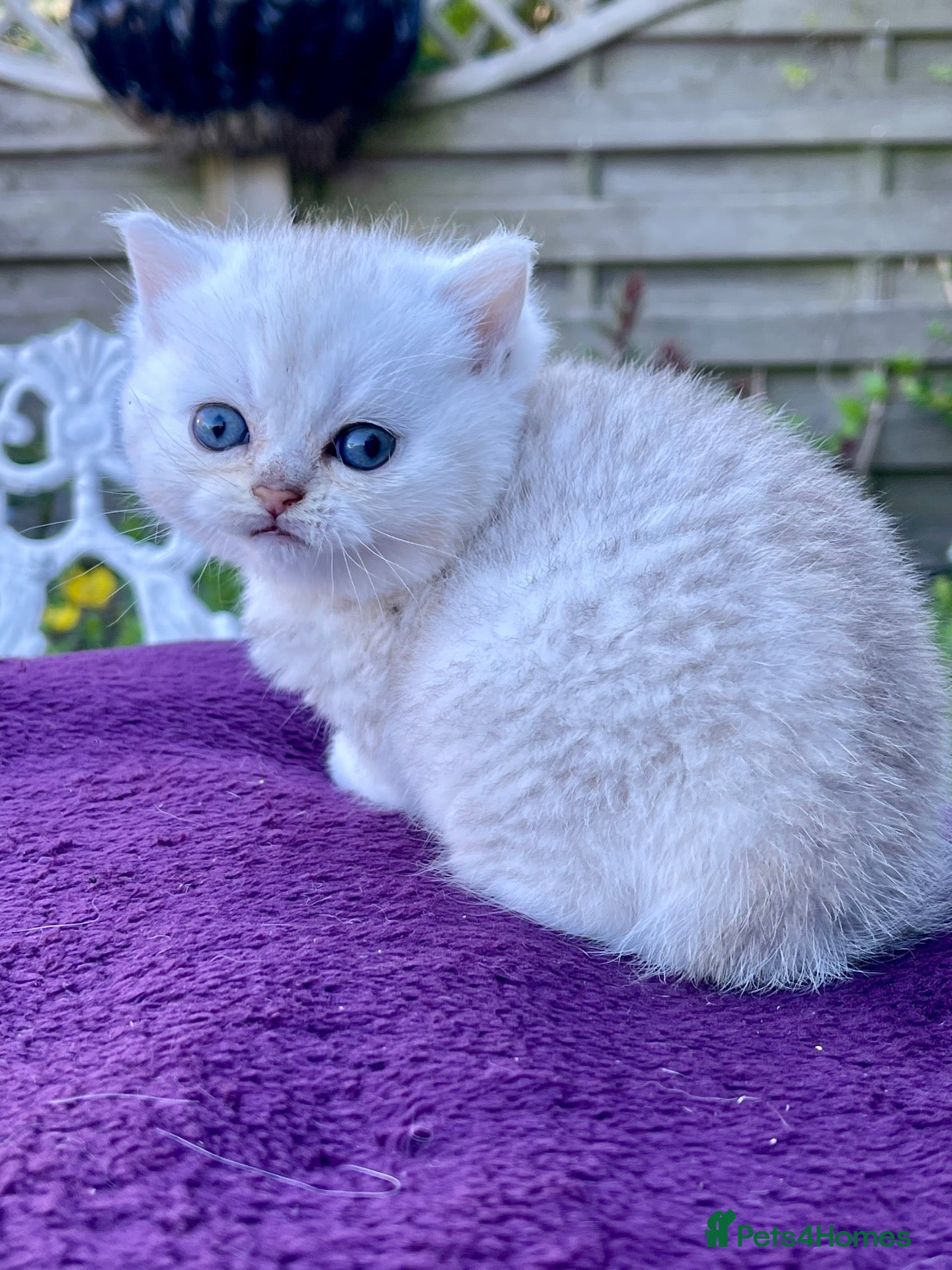 British Shorthair cats Blue Golden Golden CPT & Silver Tipped - Advert 11